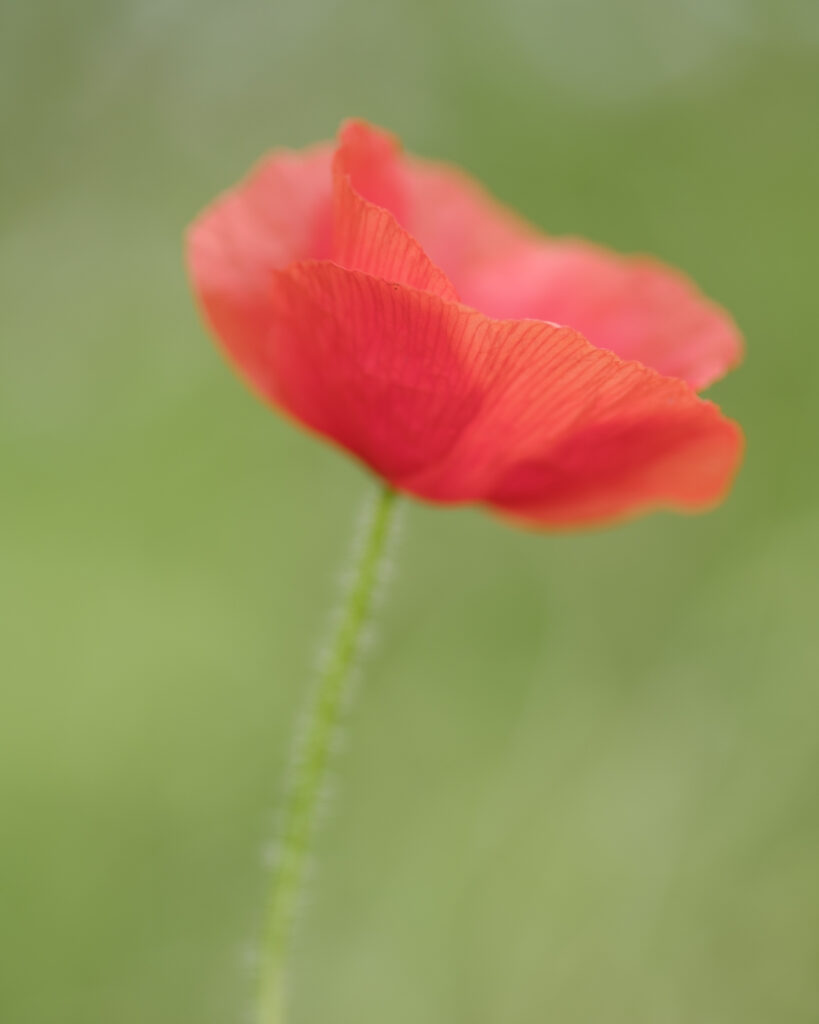 England, Northumberland, Warkworth. Field or Corn poppy (Papaver rhoeas) growing in a field near Warkworth on the Northumberland Heritage Coast.
