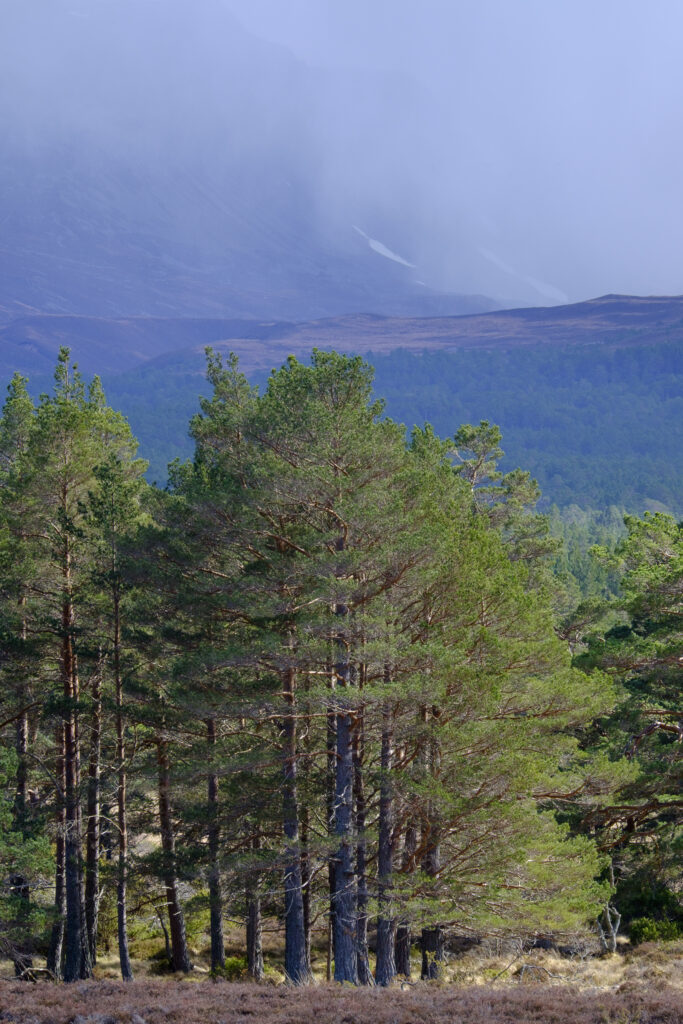 Scotland, Scottish Highlands, Cairngorms National Park. The Caledonian Forest of the Rothiemurchus estate with the Cairngorm Mountains in the distance engulfed in a rain / snow storm.