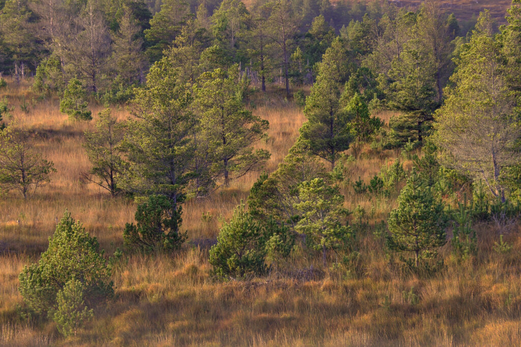 Scotland, The Isle of Lewis, Aline Community Woodland. Early morning light on the Aline Community Woodland located on the Isle of Lewis, part of the chain of islands known as the Outer Hebrides.