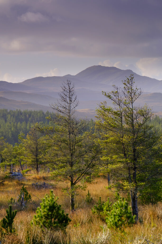 Scotland, The Isle of Lewis, Aline Community Woodland. Early morning light on the Aline Community Woodland located on the Isle of Lewis, part of the chain of islands known as the Outer Hebrides.