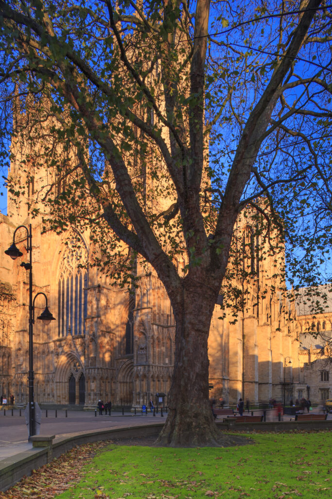 England, North Yorkshire, York City. Grand tree with the equally grand York Minster Cathedral in the distance.