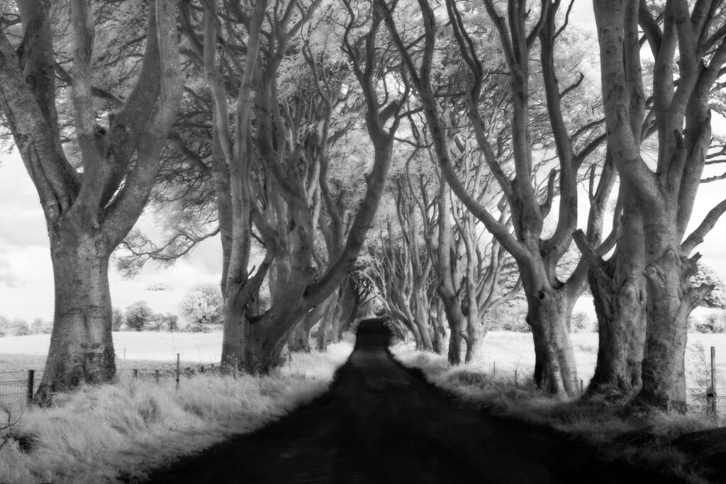 Northern Ireland, Country Antrim, The Dark Hedges. The Dark Hedges are an avenue of beech trees planted by the Stuart family in the eighteenth century, and are now a popular tourist attraction due in part to being used as a location for the filming of "Game of Thrones".