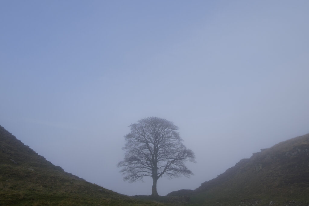 England, Northumberland, Hadrian's Wall. Sycamore Gap, a famous landmark along Hadrian's Wall, on a misty day in autumn.