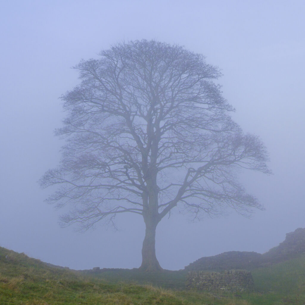 England, Northumberland, Hadrian's Wall. Sycamore Gap, a famous landmark along Hadrian's Wall, on a misty day in autumn.