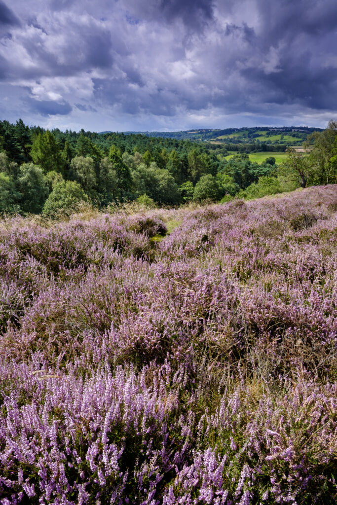 England, Staffordshire / Worcestershire, Kinver Edge. Purple flowering heather, Rolling hills and Forestry Commision woodlands viewed from Kinver Edge.