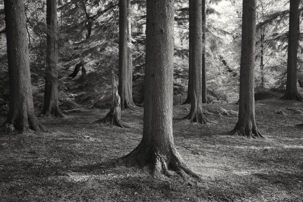 Wales, Gwynedd, Beddgelert. The imposing woodland of the Beddgelert Forest, planted in 1926 by the Forestry Commission, located within the Snowdonia National Park.