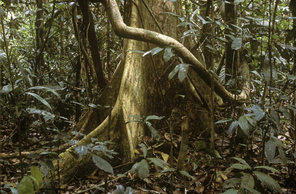 MALAYSIA, Pahang, Taman Negara National Park. An example of the many kinds of trees to be found in the oldest rainforest in the world.