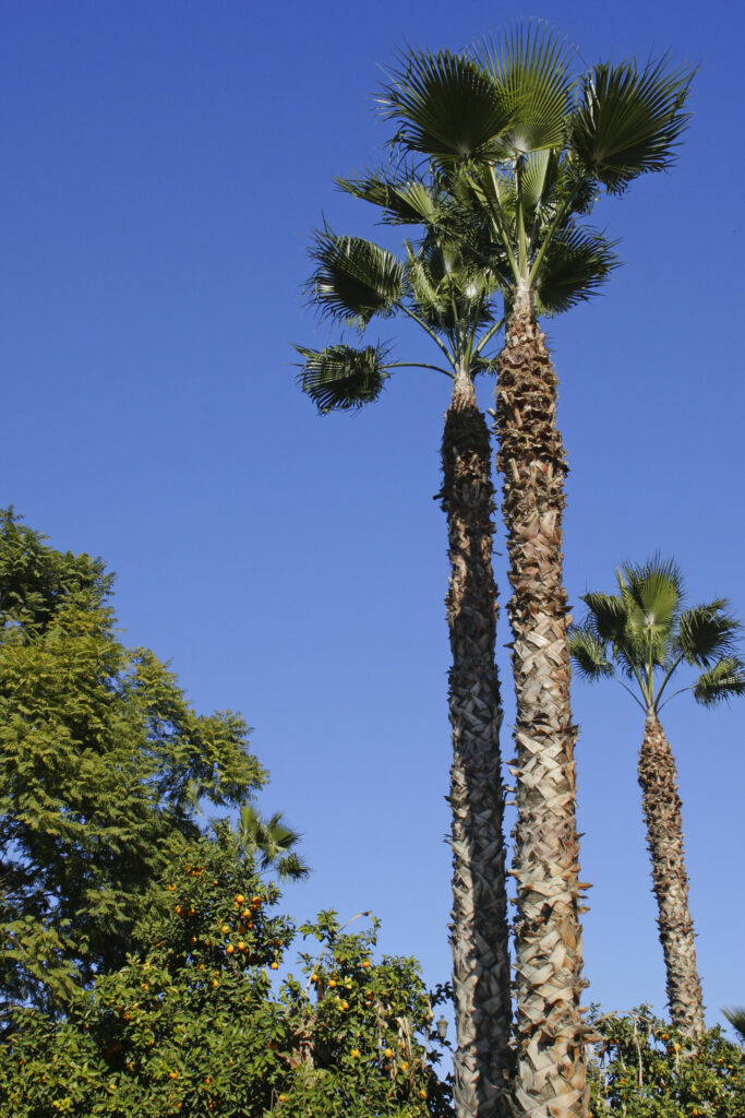 Morocco, Central Morocco, Marrakesh. An assortment of plants and trees growing in the gardens of the Koutoubia Mosque.