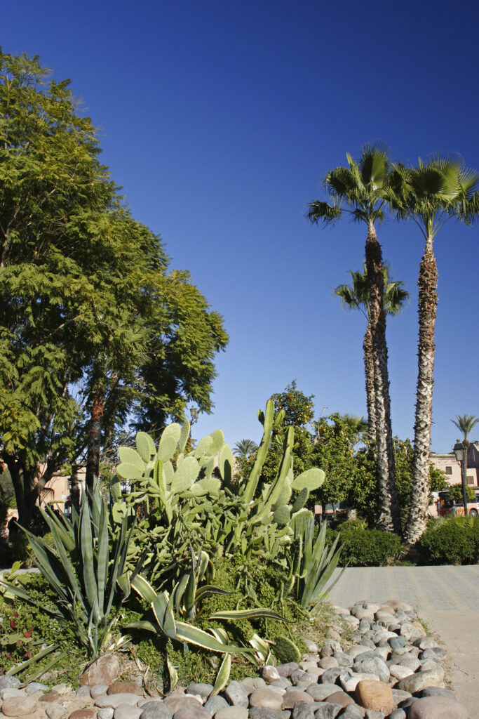 Morocco, Central Morocco, Marrakesh. An assortment of plants and trees growing in the gardens of the Koutoubia Mosque.