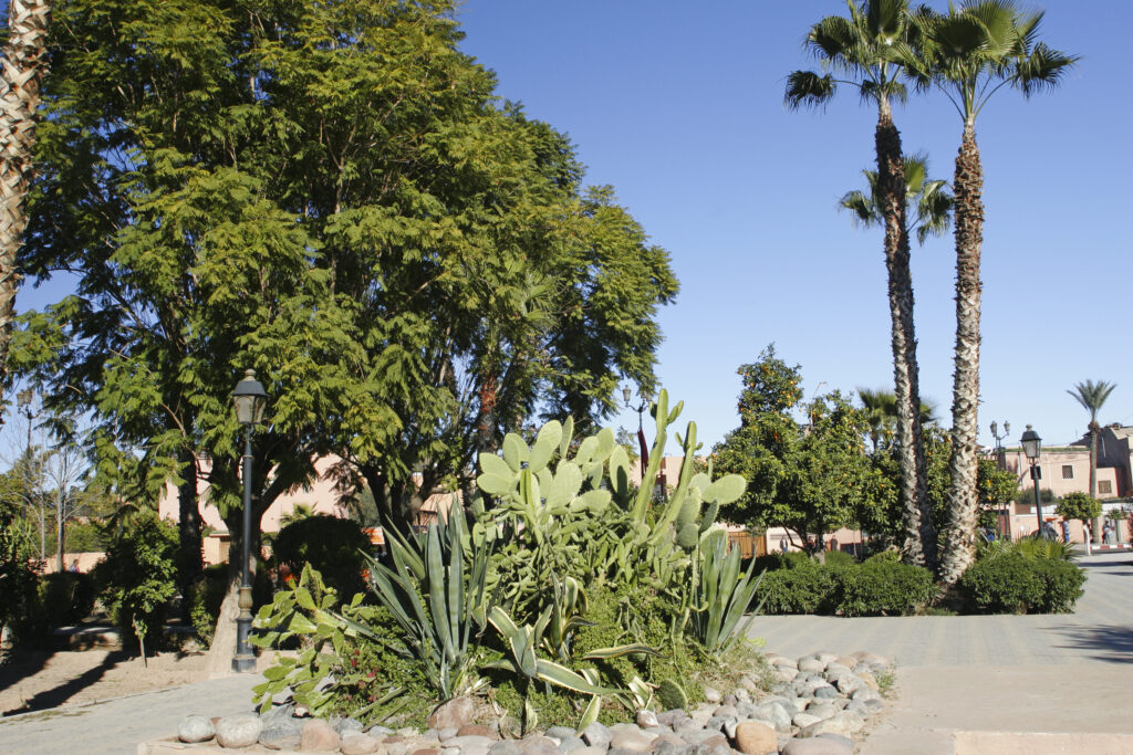 Morocco, Central Morocco, Marrakesh. An assortment of plants and trees growing in the gardens of the Koutoubia Mosque.