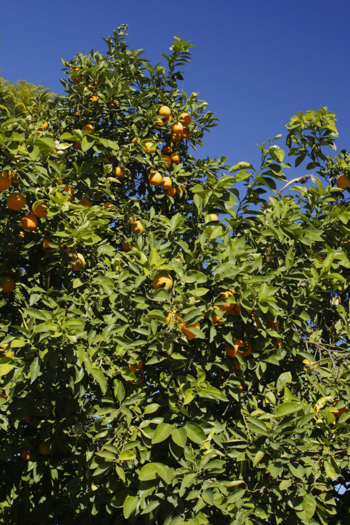 Morocco, Central Morocco, Marrakesh. A native orange tree growing in the gardens of the Koutoubia Mosque in Marrakesh.