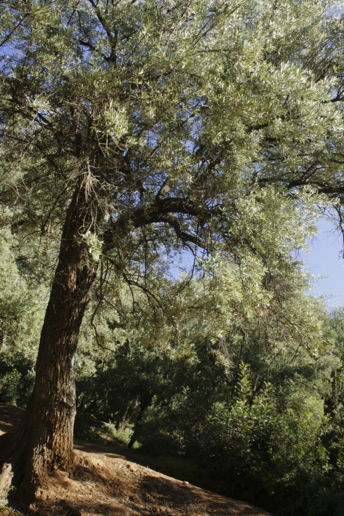 Morocco, Central Morocco, Cascades d'Ouzoud. Olive trees growing in a fertile plantation found high above the gorge