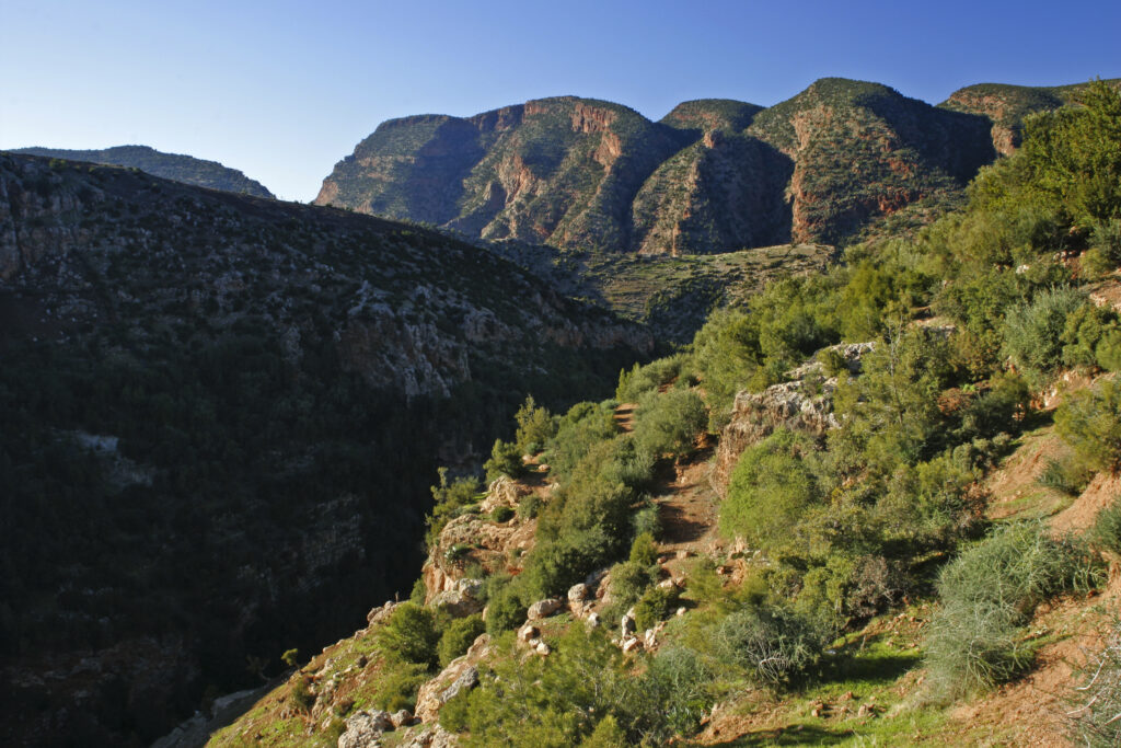 Morocco, Central Morocco, Cascades d'Ouzoud. The exposed terrain of the gorge, provides a habitat for various plants.