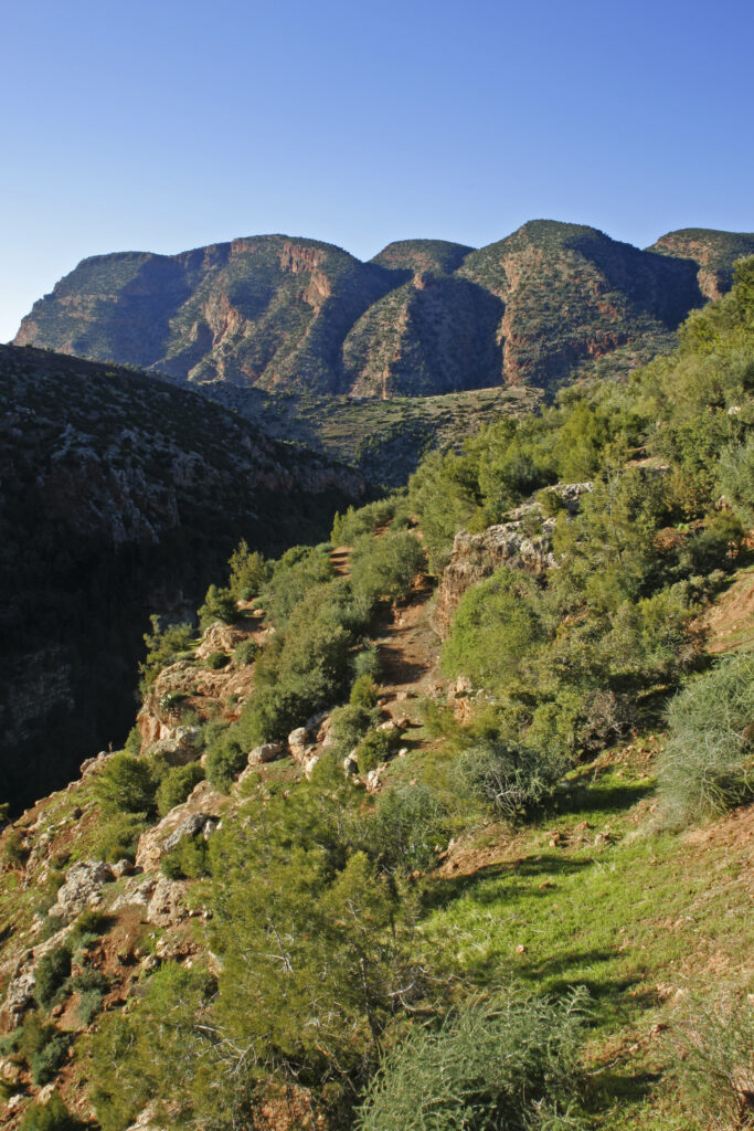 Morocco, Central Morocco, Cascades d'Ouzoud. The exposed terrain of the gorge, provides a habitat for various plants.