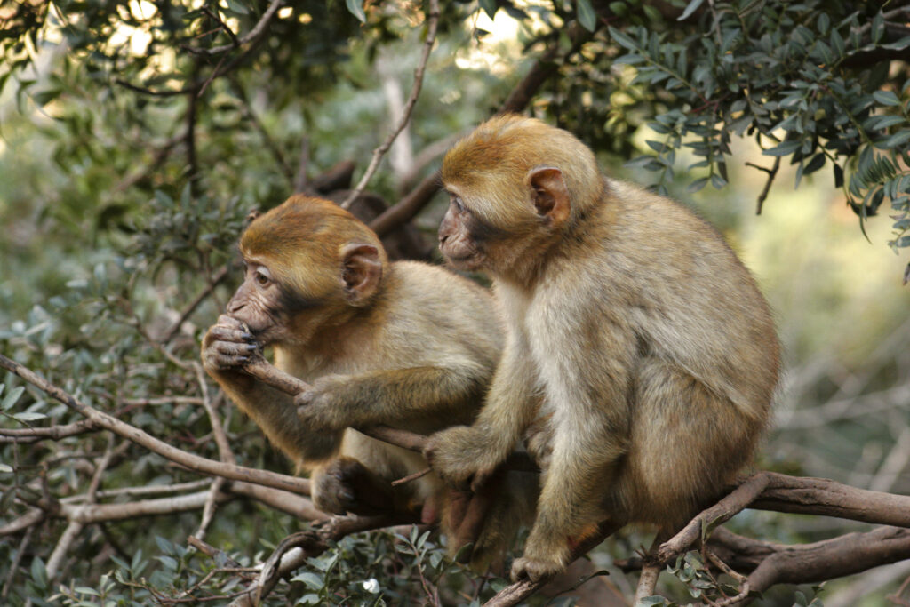 Morocco, Central Morocco, Cascades d'Ouzoud. Macaque Monkeys (Barbary Ape), playing in woodland near the falls