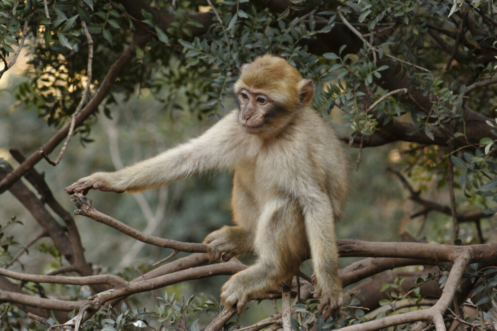 Morocco, Central Morocco, Cascades d'Ouzoud. Macaque Monkey (Barbary Ape), playing in woodland near the falls
