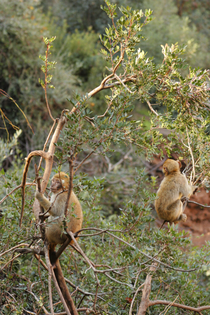 Morocco, Central Morocco, Cascades d'Ouzoud. Macaque Monkeys (Barbary Ape), playing in woodland near the falls