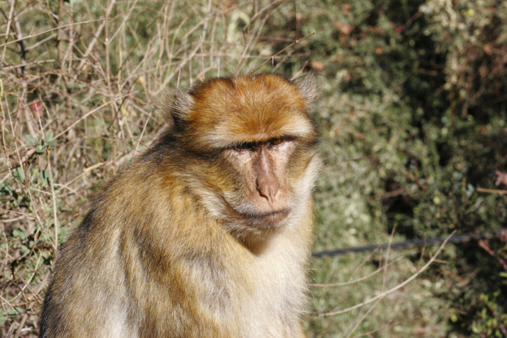 Morocco, Central Morocco, Cascades d'Ouzoud. Macaque Monkey (Barbary Ape), photographed in woodland near the falls