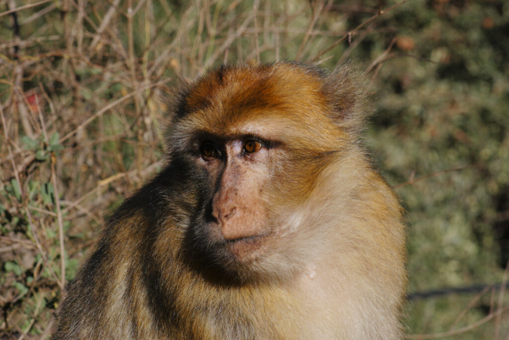 Morocco, Central Morocco, Cascades d'Ouzoud. Macaque Monkey (Barbary Ape), photographed in woodland near the falls