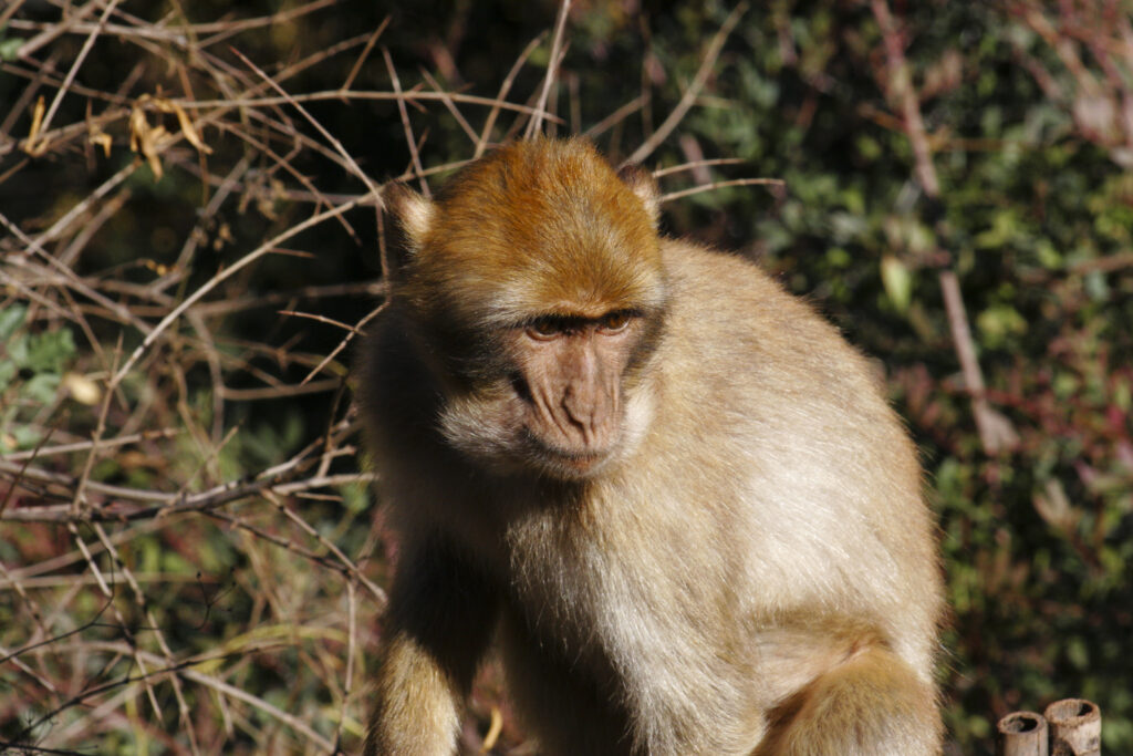 Morocco, Central Morocco, Cascades d'Ouzoud. Macaque Monkey (Barbary Ape), photographed in woodland near the falls