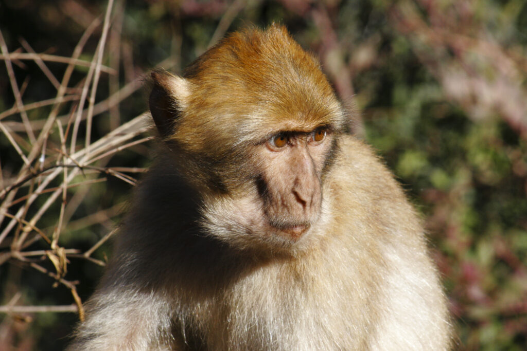 Morocco, Central Morocco, Cascades d'Ouzoud. Macaque Monkey (Barbary Ape), photographed in woodland near the falls