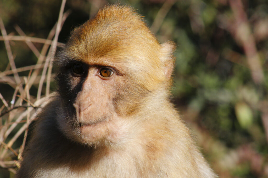 Morocco, Central Morocco, Cascades d'Ouzoud. Macaque Monkey (Barbary Ape), photographed in woodland near the falls