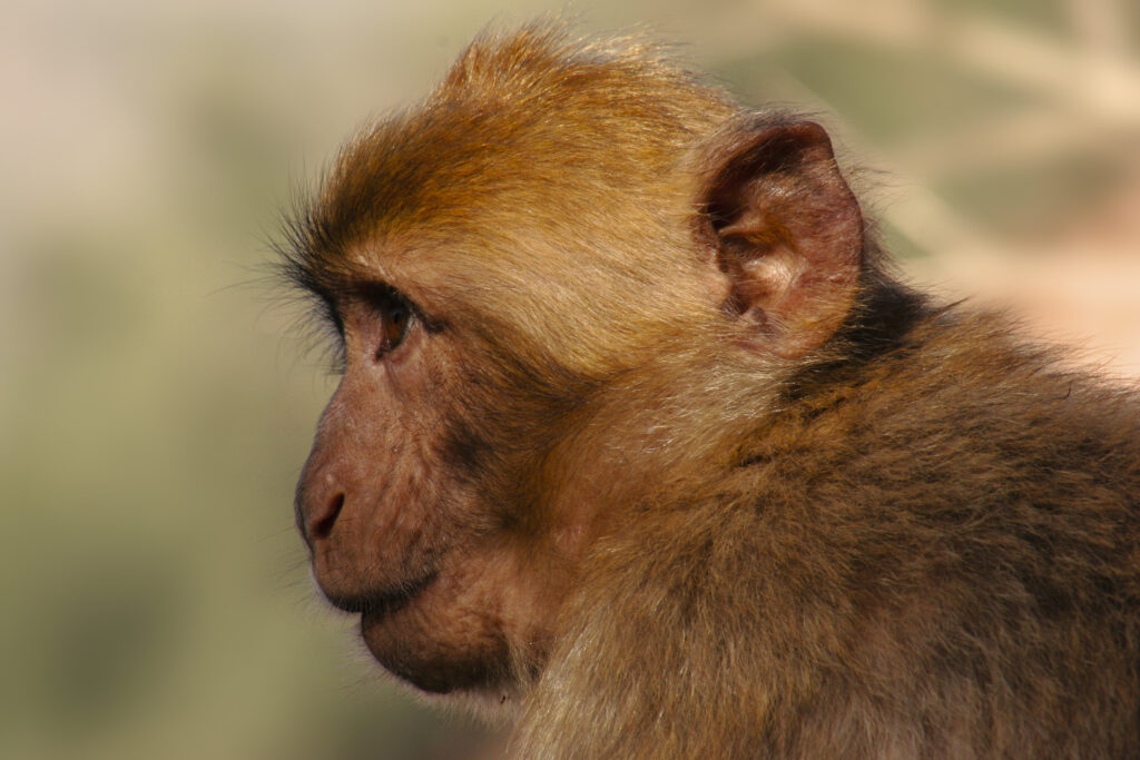 Morocco, Central Morocco, Cascades d'Ouzoud. Macaque Monkey (Barbary Ape), photographed in woodland near the falls