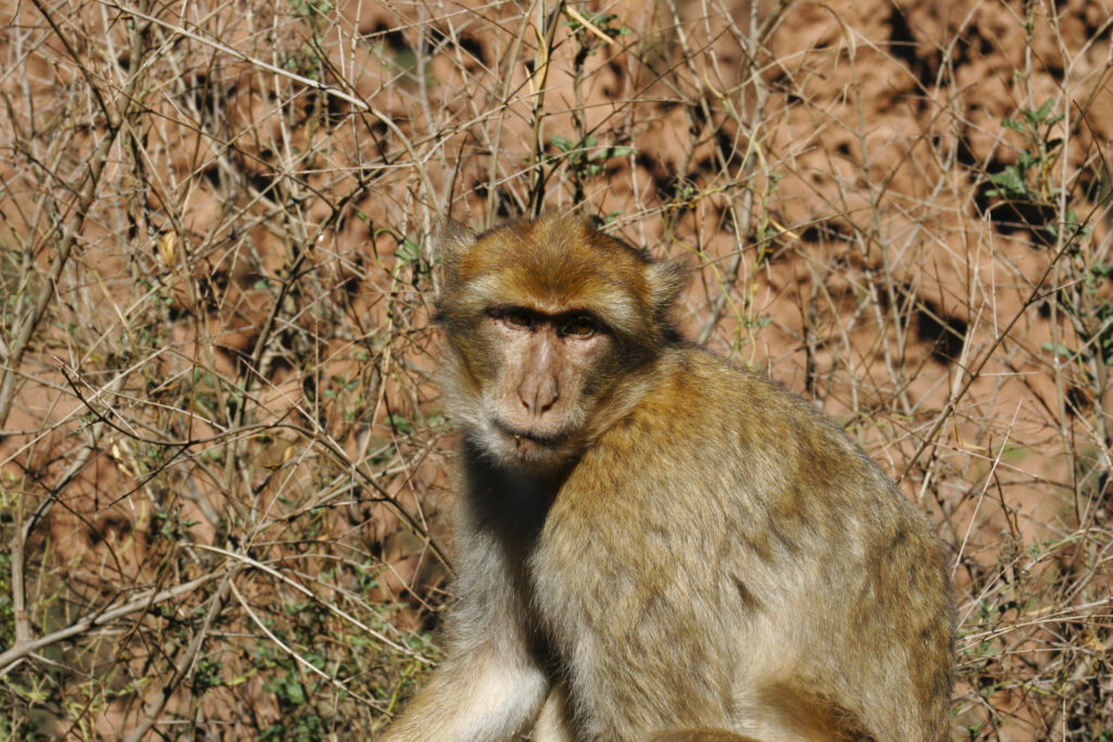 Morocco, Central Morocco, Cascades d'Ouzoud. Macaque Monkey (Barbary Ape), photographed in woodland near the falls