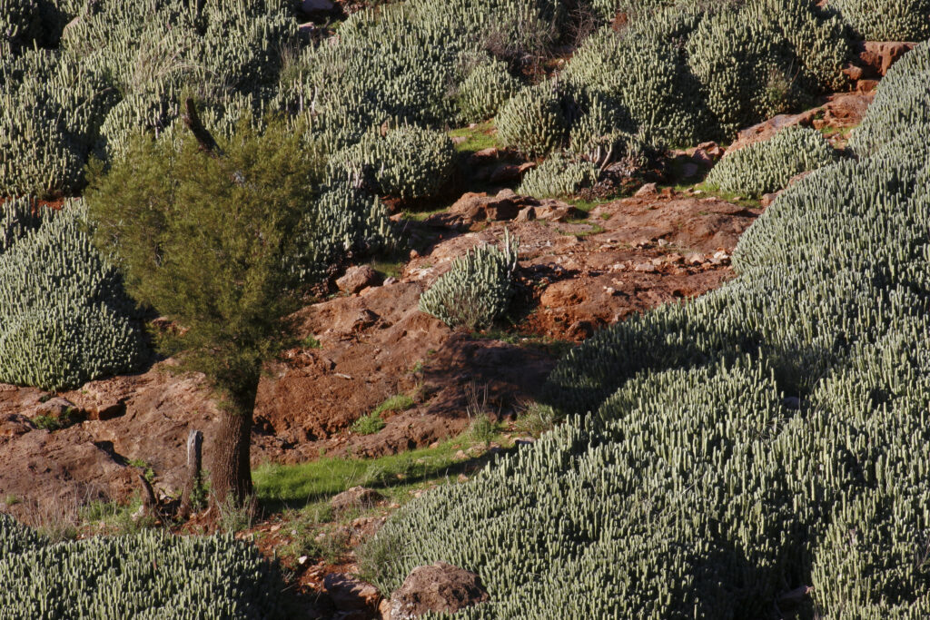 Morocco, Central Morocco, The Ouzoud Gorge. A mosaic of flora and colours on the hillside of the Oued el-Abid gorge.