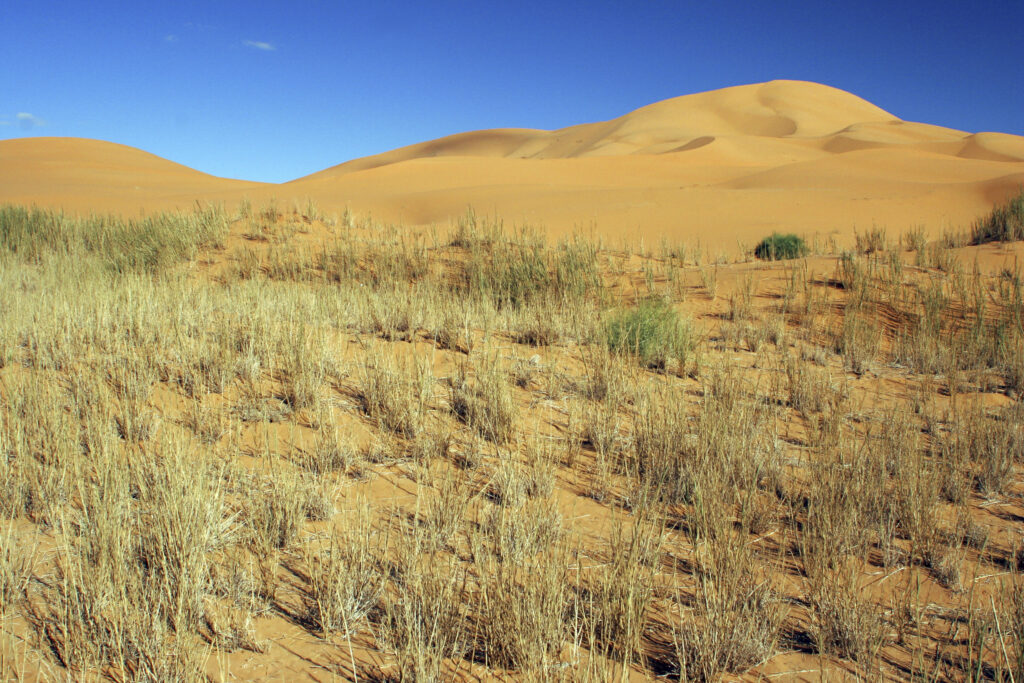 Morocco, Central Morocco, Merzouga. The green colours of wild plants indicate an oasis in the Erg Chebbi in the Sahara