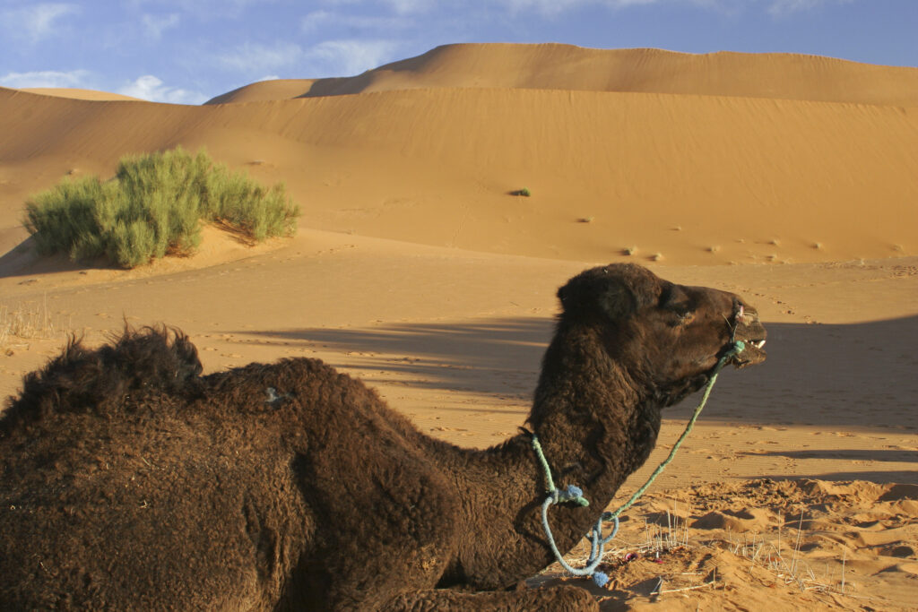 Morocco, Central Morocco, Merzouga. A camel rests in the dunes of the Erg Chebbi, part of the Sahara desert.