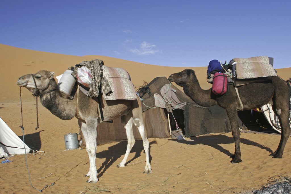 Morocco, Central Morocco, Merzouga. Camels in a Berber camp in the dunes of the Erg Chebbi, part of the Sahara desert.