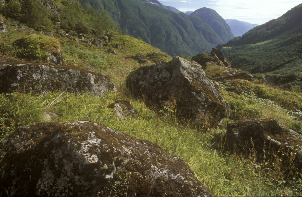 NORWAY, Sogn Og Fjordane, Jostedalsbreen National Park. Lichen covered rocks and grassland, an example of the parks surrounding wilderness.