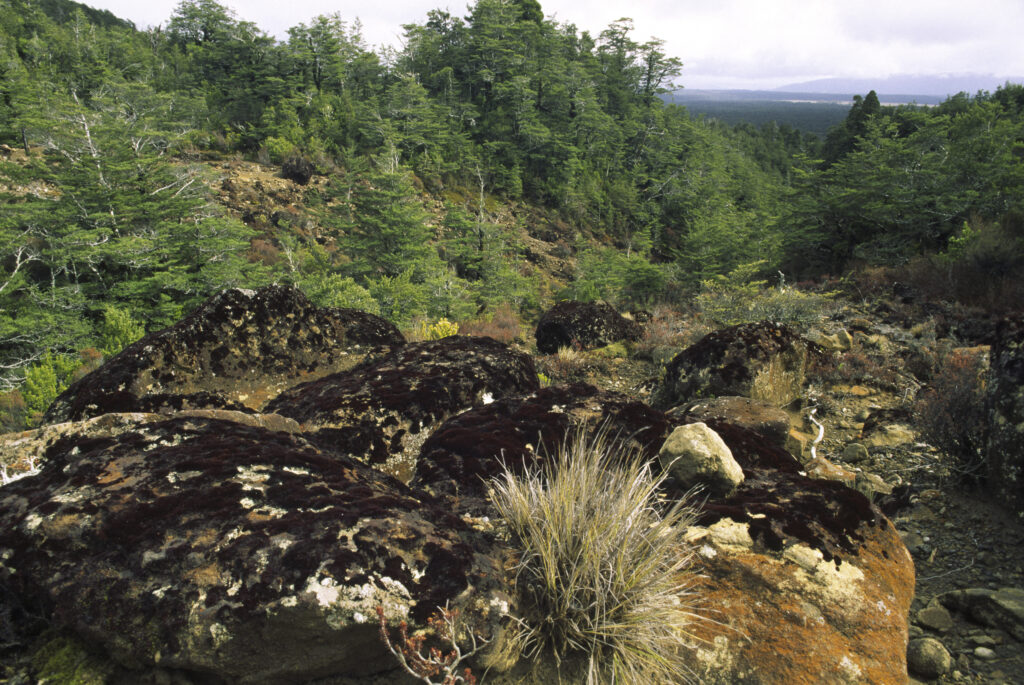 NEW ZEALAND, Central Plateau, Tongariro National Park. Alpine plants and moss covered rocks looking towards beech clad hills
