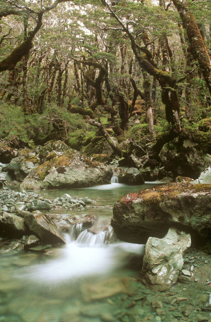 NEW ZEALAND, Otago, Wakatipu Forest. One of the many streams to be found throughout the forest when walking the Caples Track