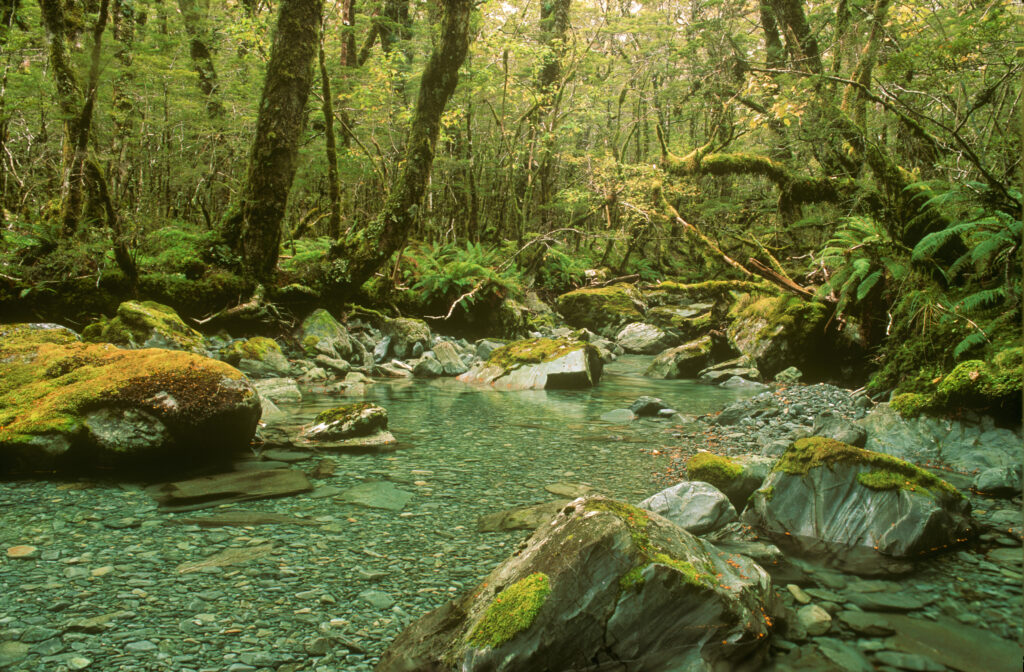 NEW ZEALAND, Otago, Wakatipu Forest. One of the many streams to be found throughout the forest when walking the Caples Track