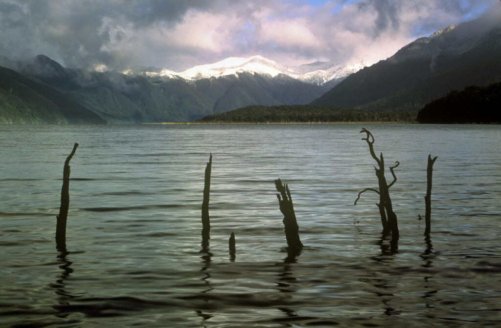 NEW ZEALAND, Southland, Lake Manowai. The ghostly remains of a flooded forest with snow covered Townley Mountain range behind