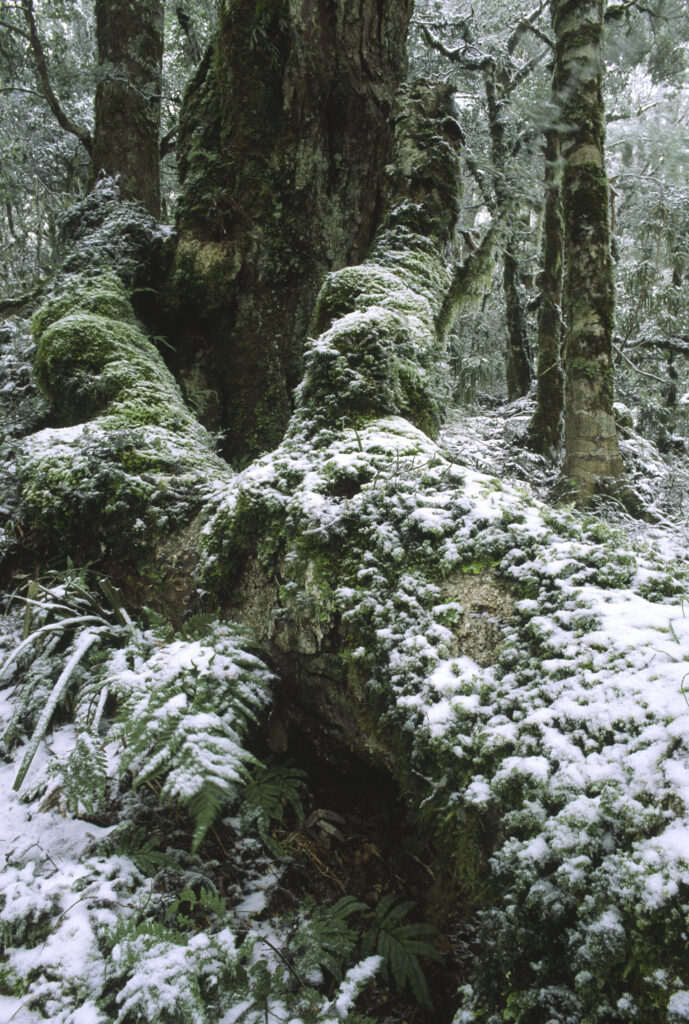 NEW ZEALAND, East Coast, Te Urewera National Park. Spring snowfall and typical forest found on the Ngamoko Trig Track