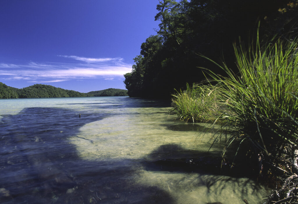 NEW ZEALAND, East Coast, Te Urewera National Park. Sandy bay and the fringing trees and plants of Lake Waikereiti