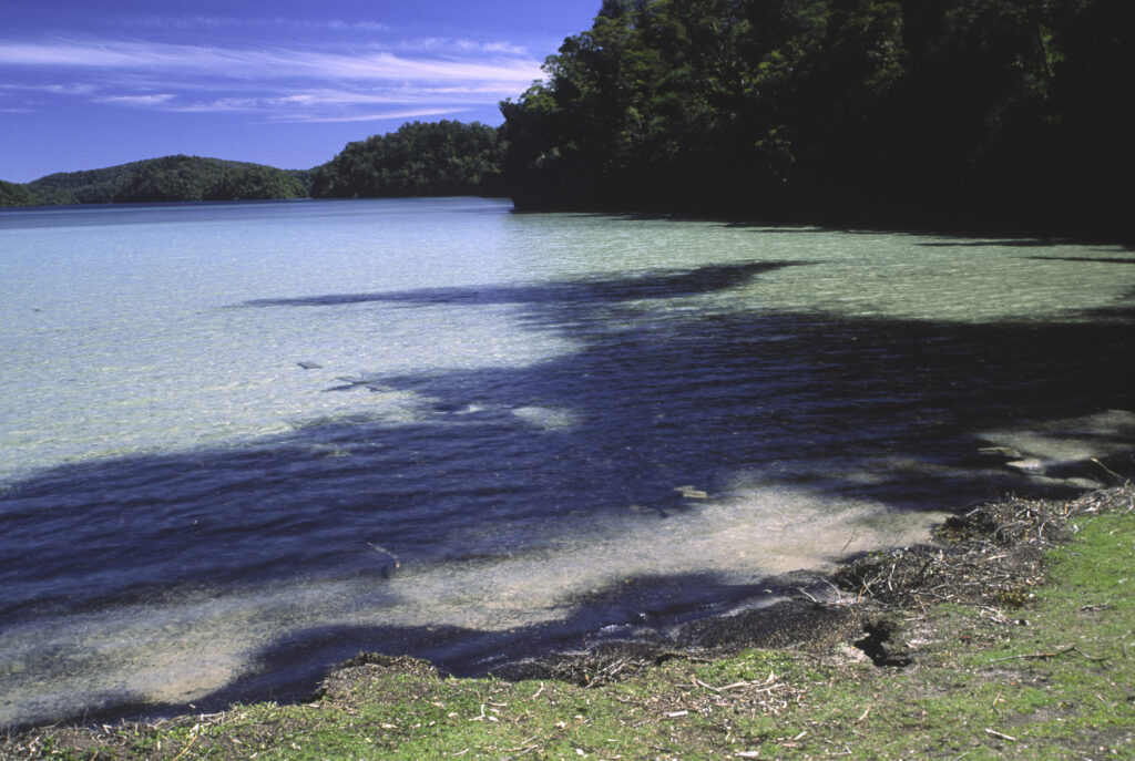 NEW ZEALAND, East Coast, Te Urewera National Park. Sandy bay and the fringing trees and plants of Lake Waikereiti