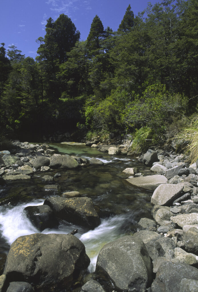NEW ZEALAND, Central Plateau, Tongariro National Park. The fast flowing Mangahuia stream and surrounding beech forest