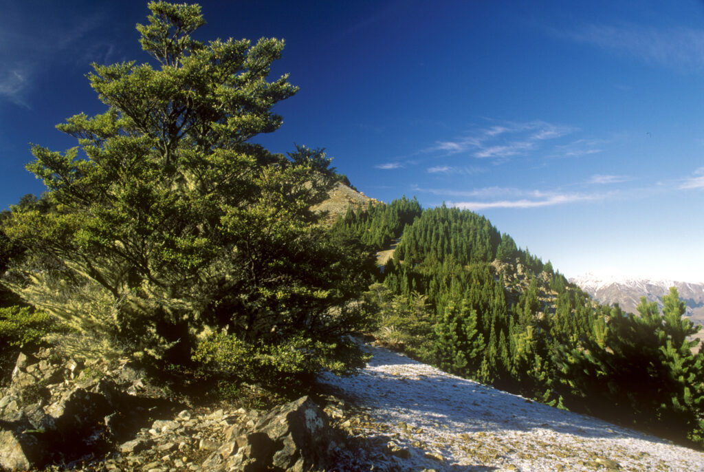 NEW ZEALAND, Canterbury, Craigieburn Forest Park. Hardy firtree surviving the winter on the Craigieburn range with heavy frost