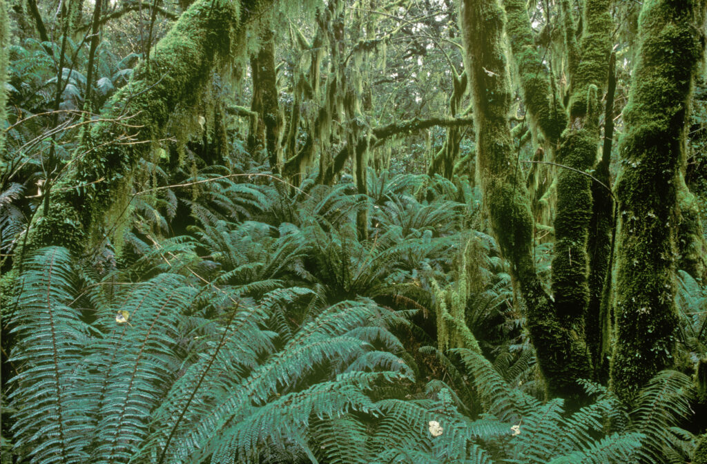 NEW ZEALAND, Southland, Fiordland National Park. Typical native forest encountered whilst walking the Milford Track in Fiordland.