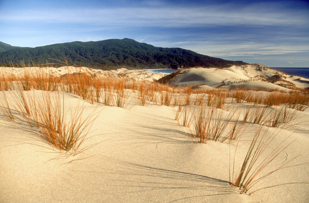 NEW ZEALAND, Stewart Island, Smoky Beach. Marrow grass growing on sand dunes with native forest behind on the north west circuit.