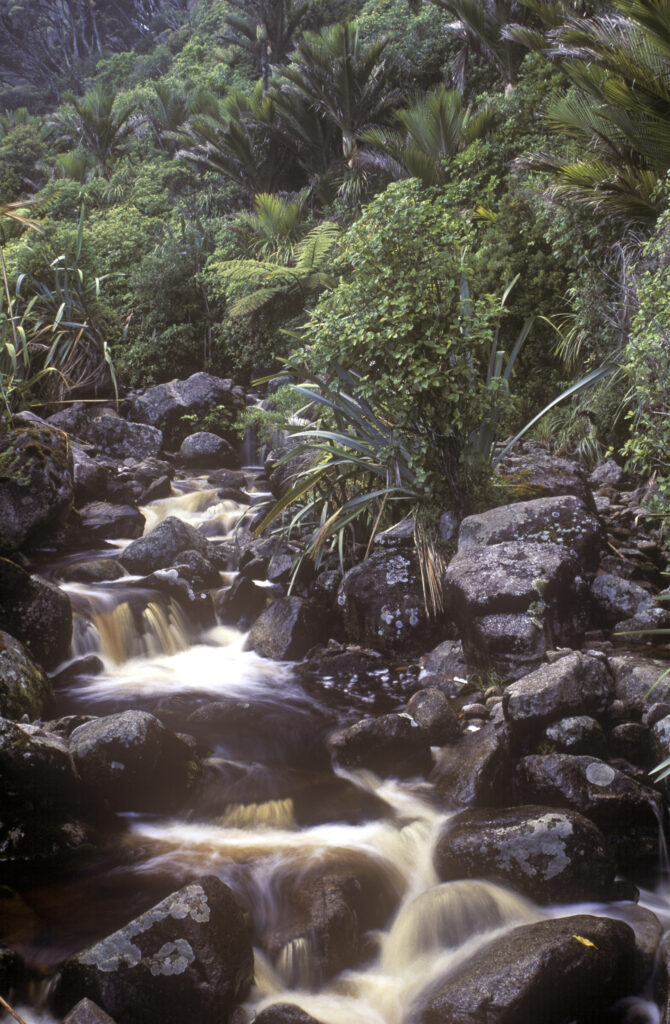 NEW ZEALAND, West Coast, Kahurangi National Park. Nikau Palms surroung a coffee coloured stream running towards Scotts Beach
