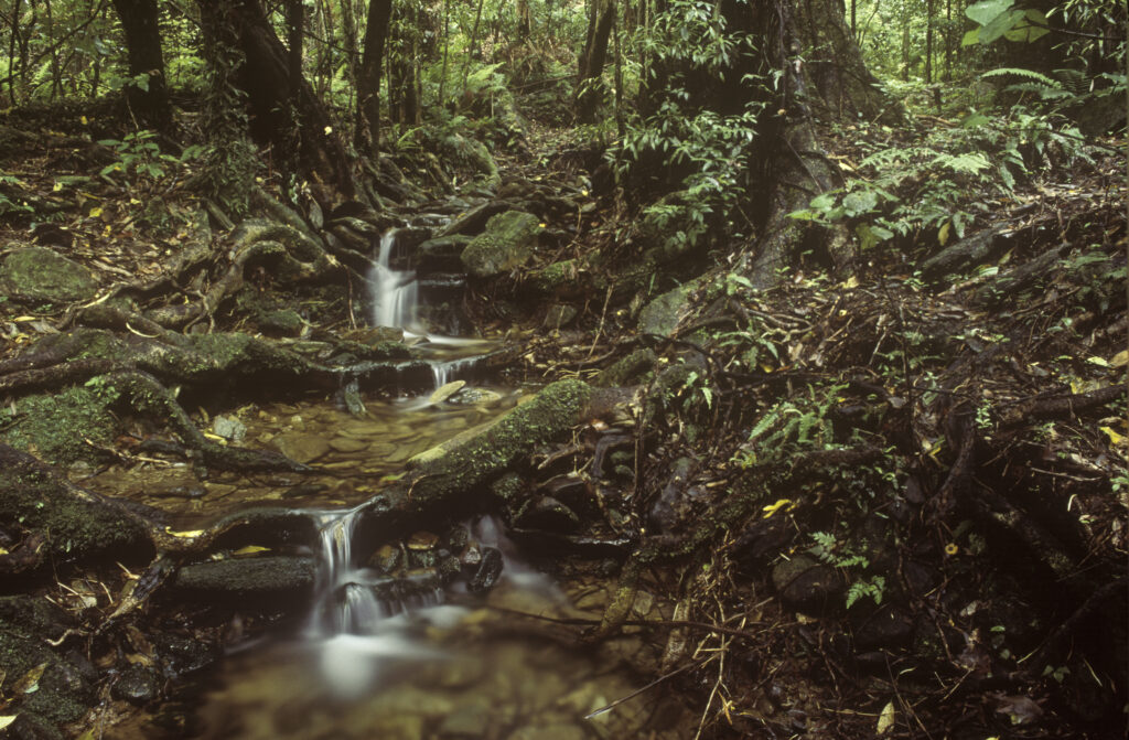 NEW ZEALAND, Marlborough, Queen Charlotte Track. A typical small stream found running throughout the forests of the Queen Charlotte track