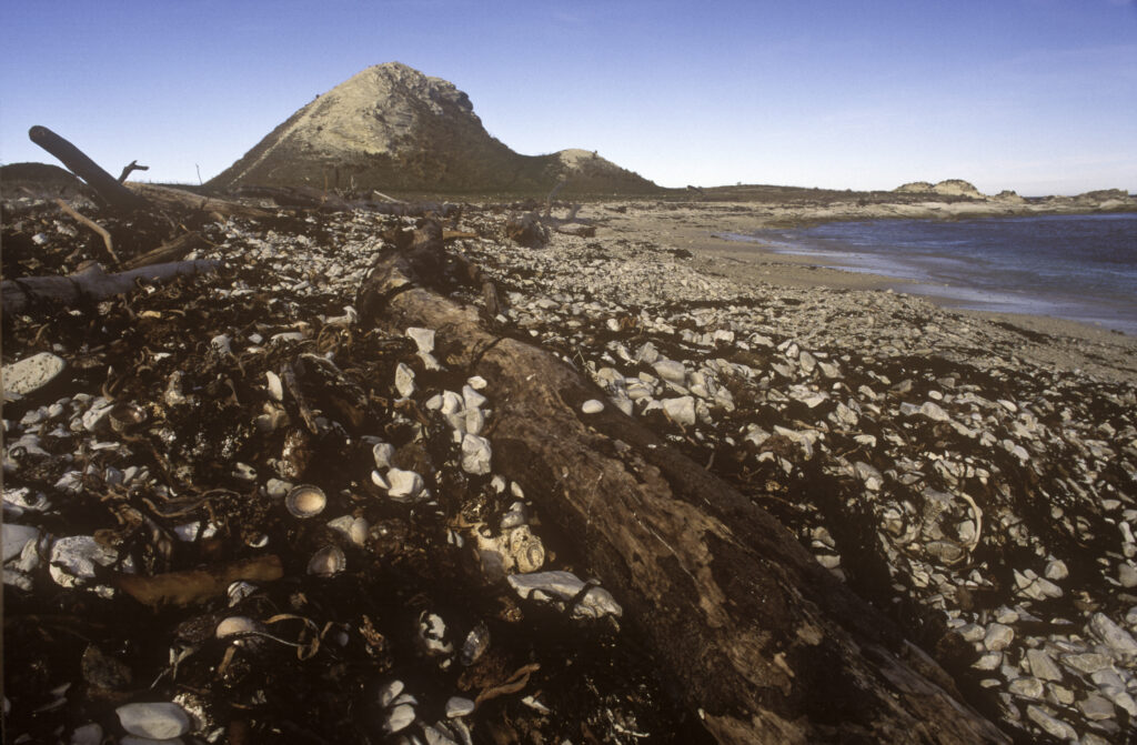 NEW ZEALAND, Marlborough, Kaikoura. Sugarloaf point located on a stretch of coastline south of Kaikoura
