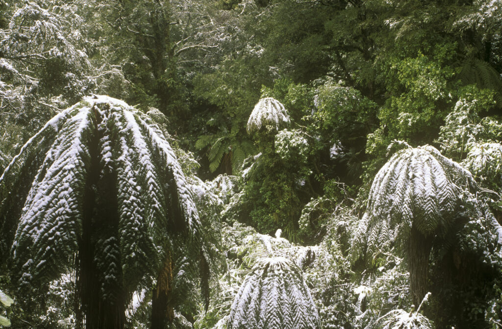NEW ZEALAND, East Coast, Te Urewera National Park. Spring snowfall on Ponga tree on the Ngamoko Trig track