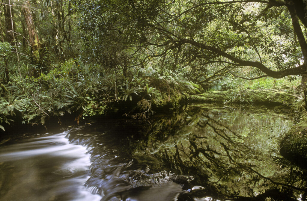 NEW ZEALAND, East Coast, Te Urewera National Park. Mirror like reflections of native bush and Aniwaniwa stream