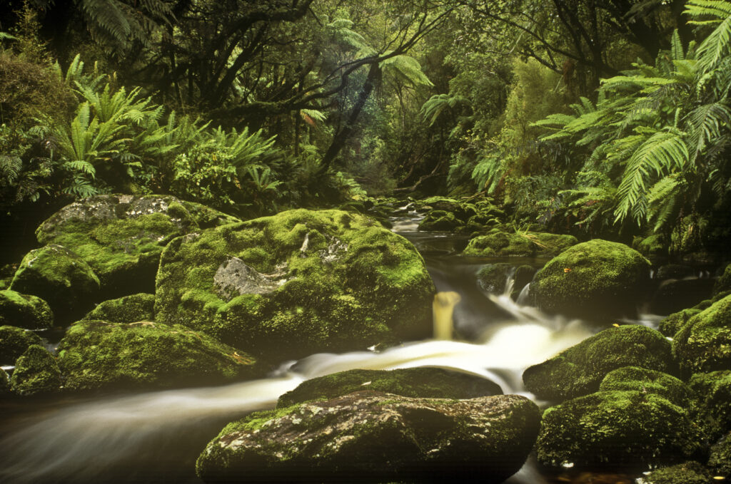 NEW ZEALAND, Stewart Island, Rakiura National Park. Freshwater stream flowing through native forest